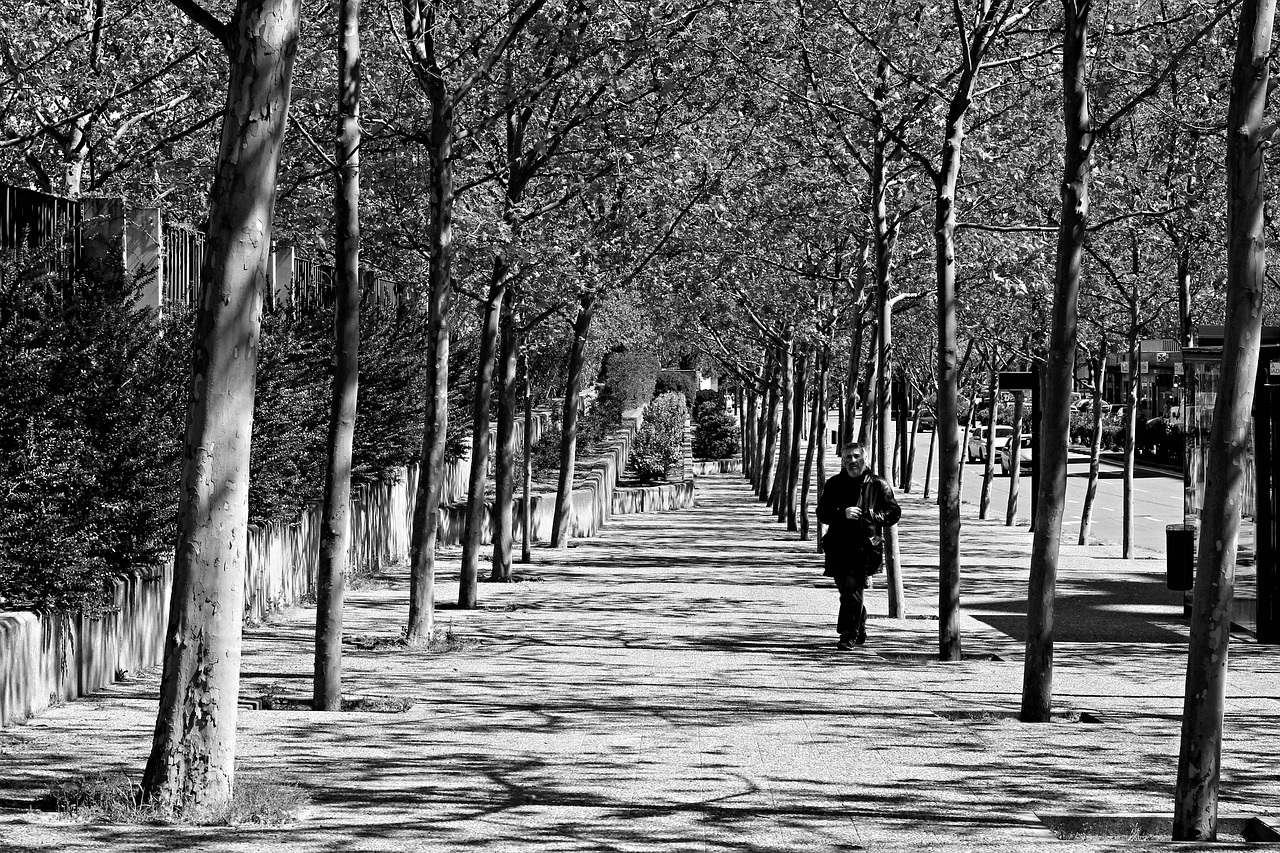 A suburban pavement with trees providing shade.